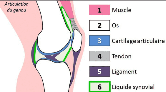 Plan de coupe d'une articulation du genou